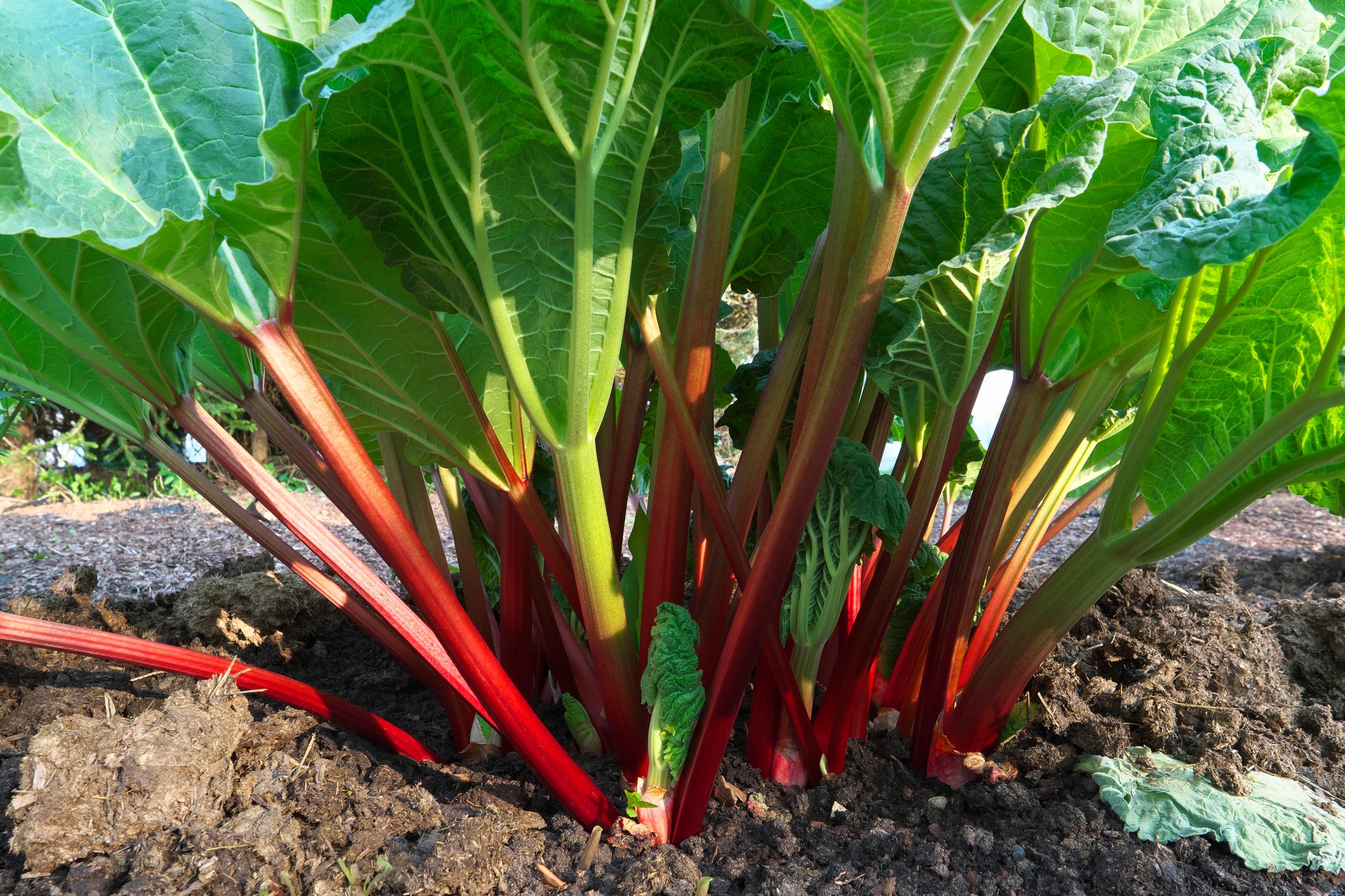 How To Grow Rhubarb