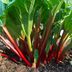 How To Grow Rhubarb