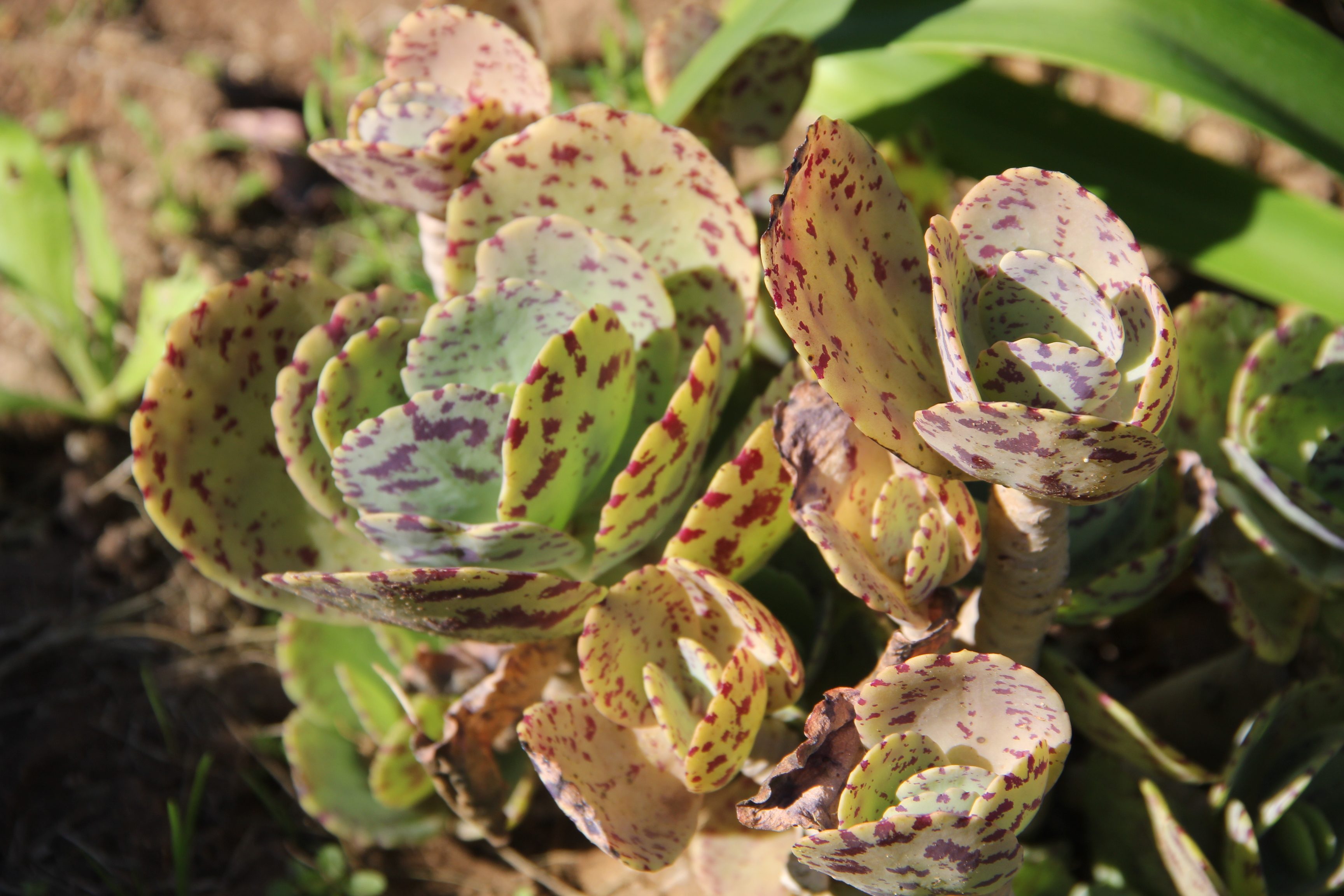 A Spotted Kalanchoe (aka Penwiper or Kalanchoe marmorata), a species in the Crassulaceae family, is seen growing here on the south coast of the Western Cape Province in South Africa.