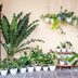 When Can I Move My Houseplants Outside?