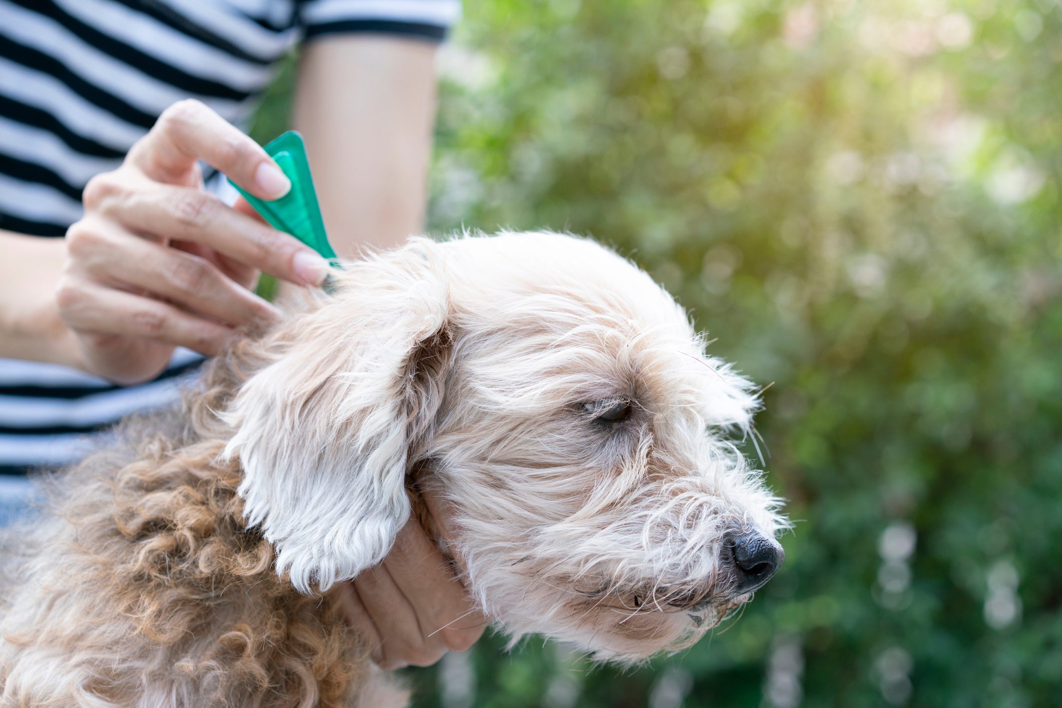 tick and flea prevention for a dog