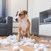 8 Hidden Expenses of Pet Ownership