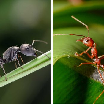 fire ants and red ants