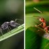 Red Ants vs. Fire Ants: What's the Difference?