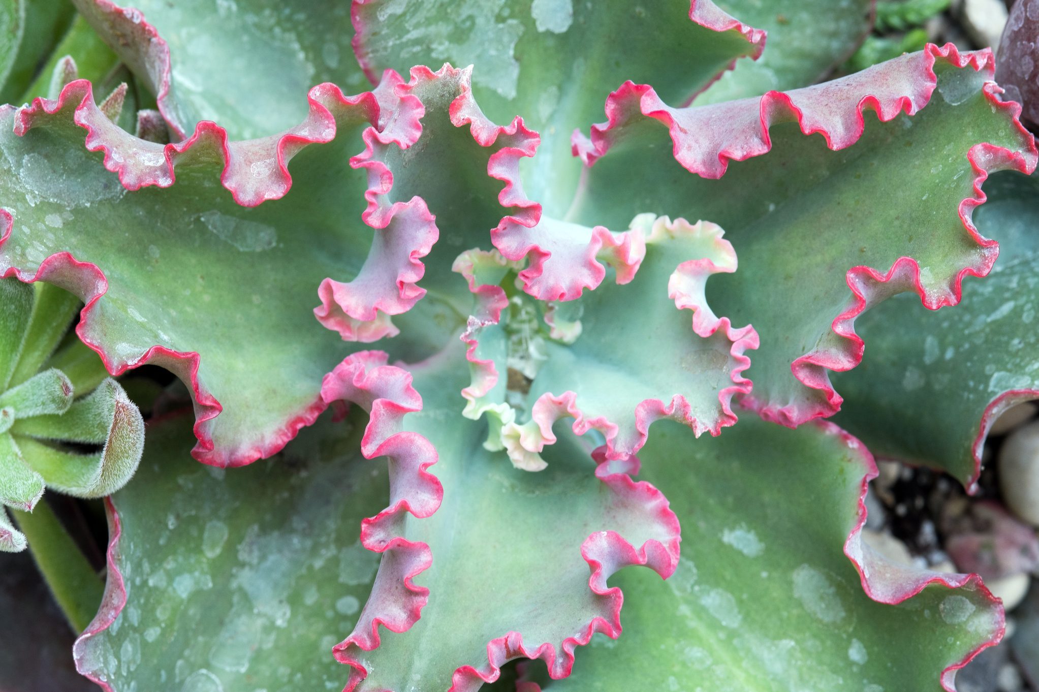 Ruffly Macro of Succulent, `Dick`s Pink`