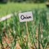 How To Grow Onions From Seeds