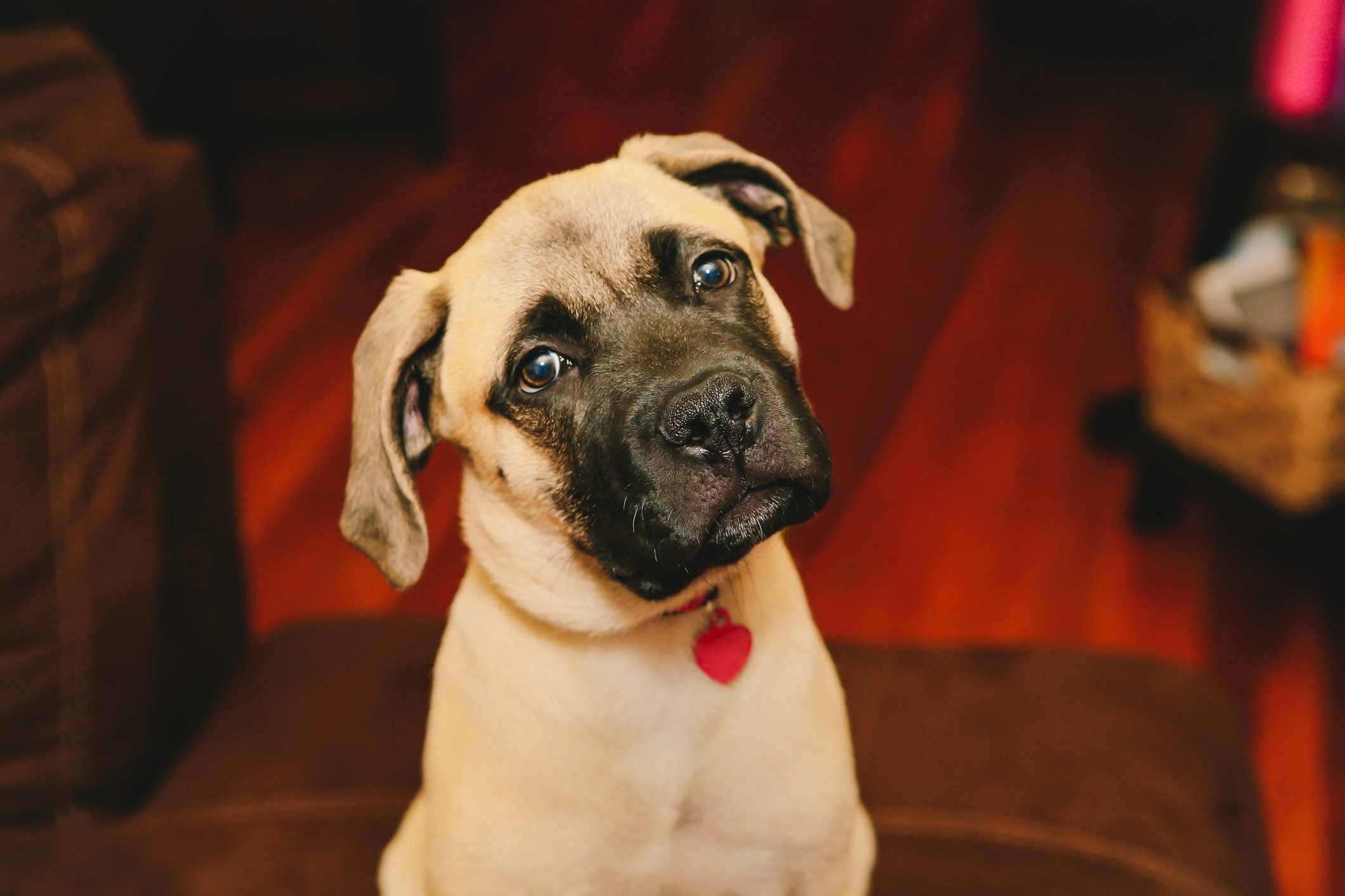 Puppy Dog Tilting Head, Bull Mastiff Puppy, Curious Dog