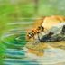 Should You Provide Drinking Water for Bees?