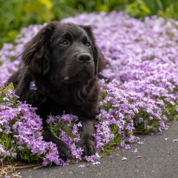 A newfoundland dog sitting in purple flowers