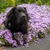 How to Keep Dogs Out of Flower Beds