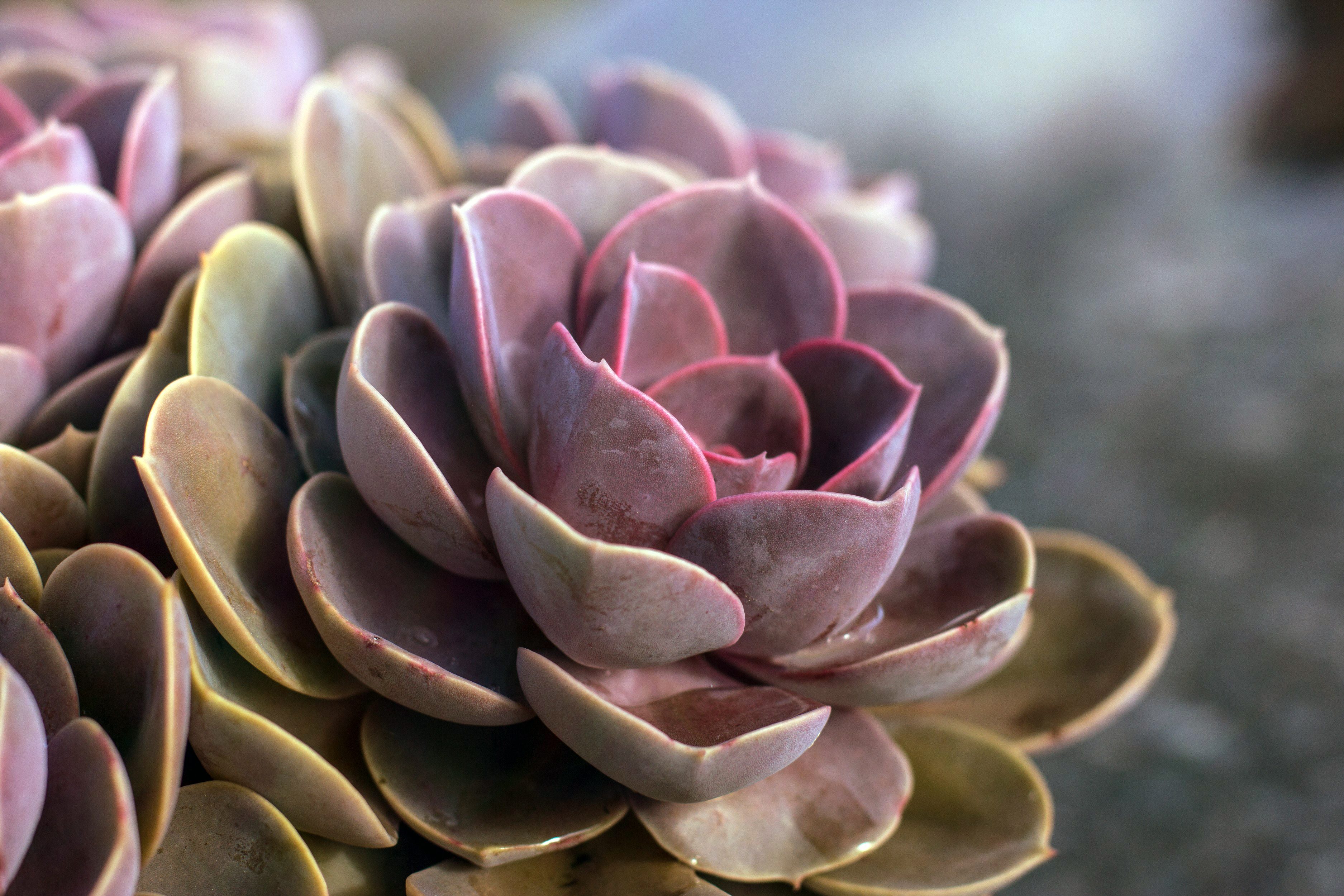 Close up outdoor succulent Echeveria Perle Von Nurnberg got bright colors due to low temperature