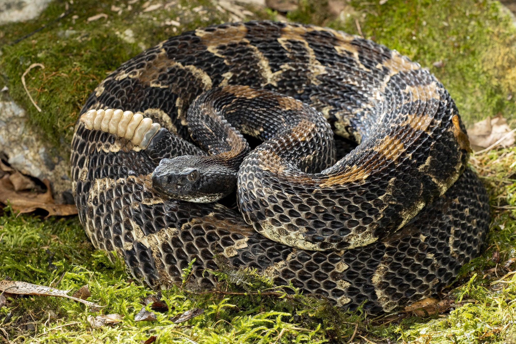 Timber Rattlesnake