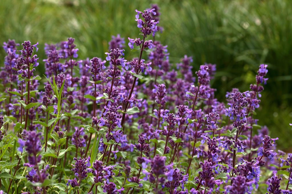 Flower. alpine flowering. Nepeta mussini. commonly called 'catnip' at the Viote Botanical Garden of Monte Bondone