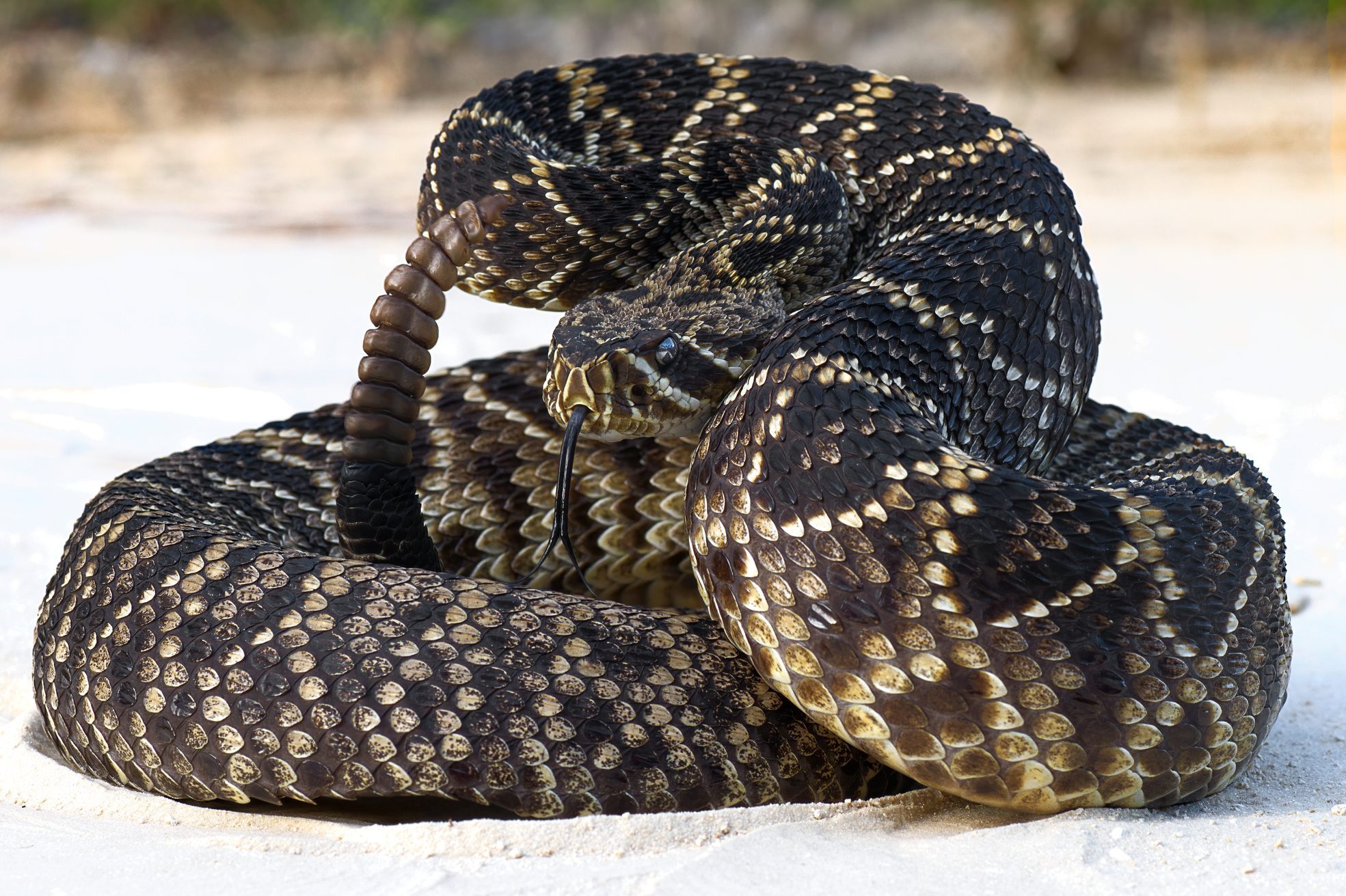 eastern diamond back rattlesnake (crotalus adamanteus) coiled in defensive strike pose with tongue out; on Sandy road in Central Florida - dark version, rattle snake, rattler