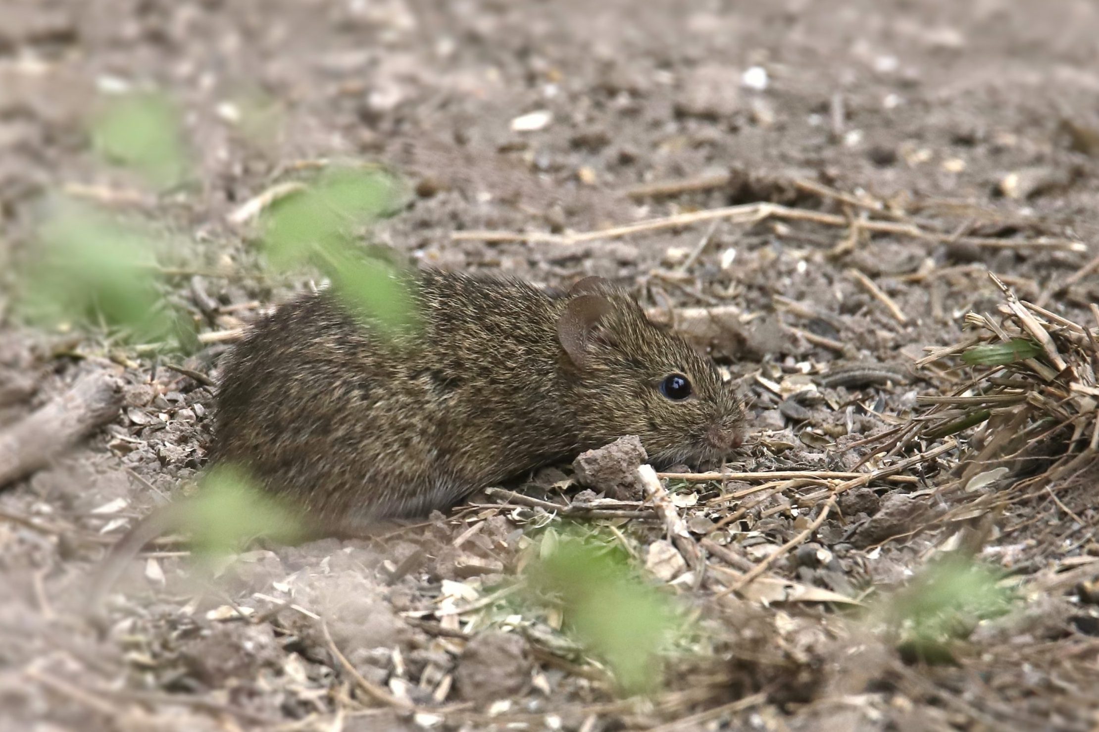 Cotton Mouse (peromyscus gossypinus) feeding around some birdfeeders