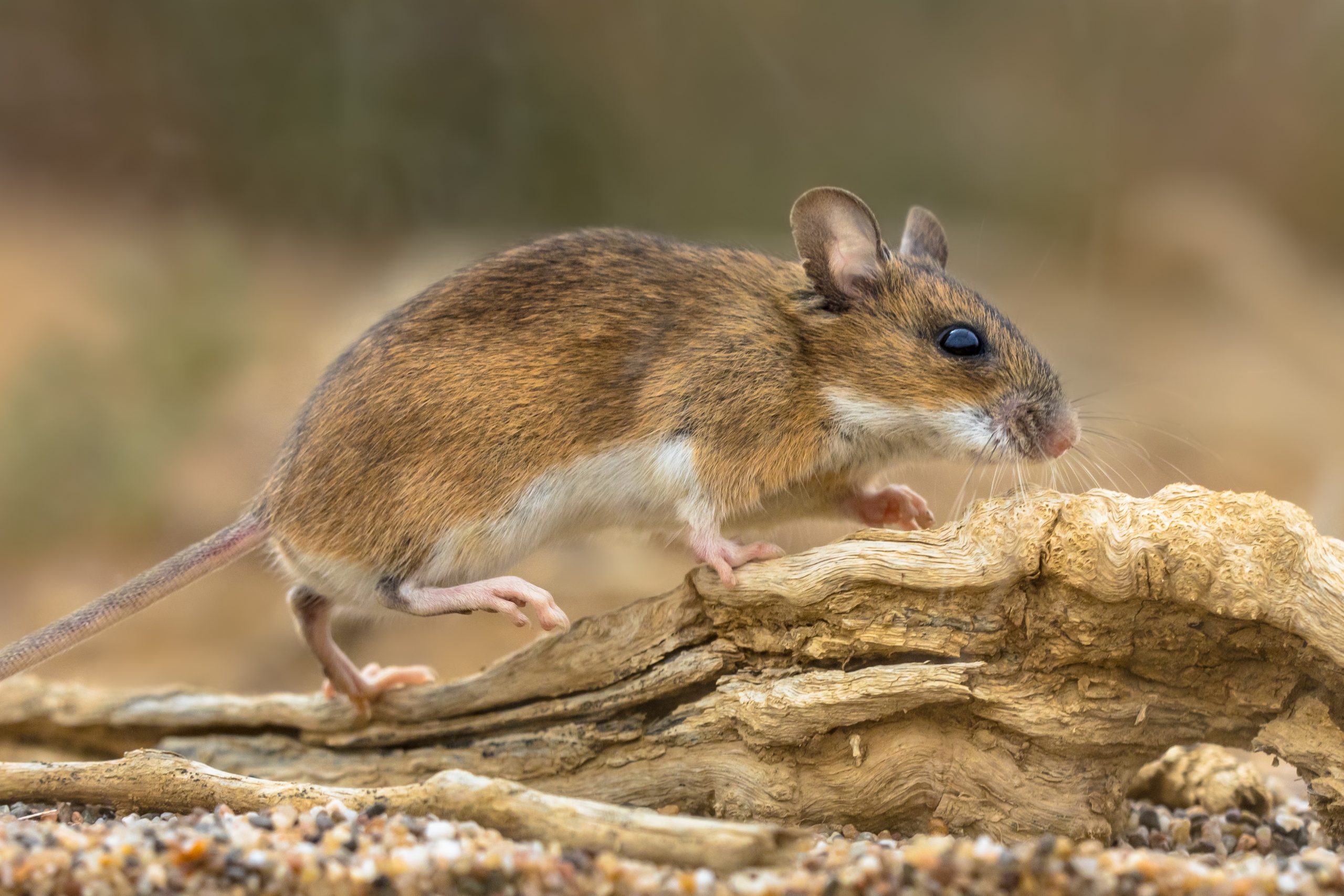 california mouse scurrying along outside on the ground