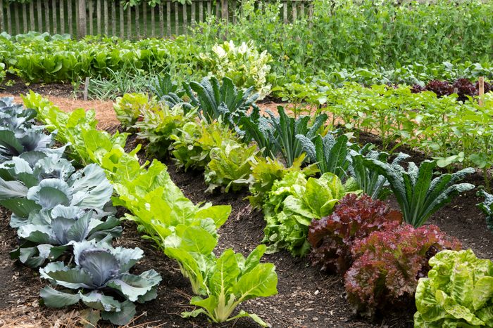 Vegetable garden