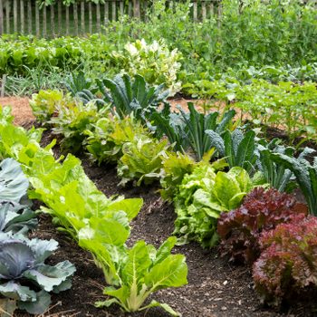 Vegetable garden