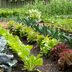 10 Tips for Starting a Vegetable Garden