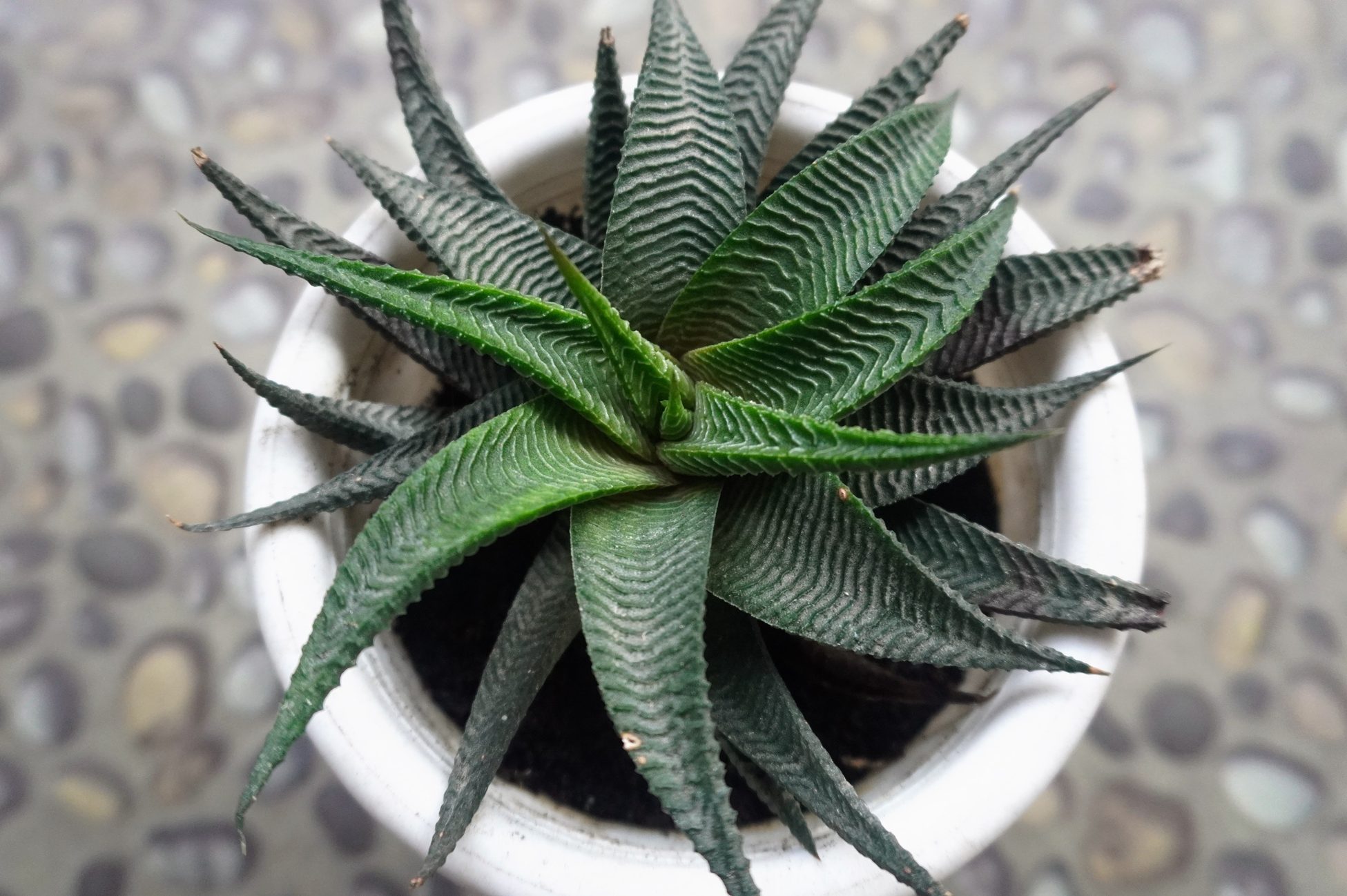 Selective focus Haworthiopsis limifolia a species of flowering plant in the genus Haworthiopsis, native to southern Africa usually call cactus