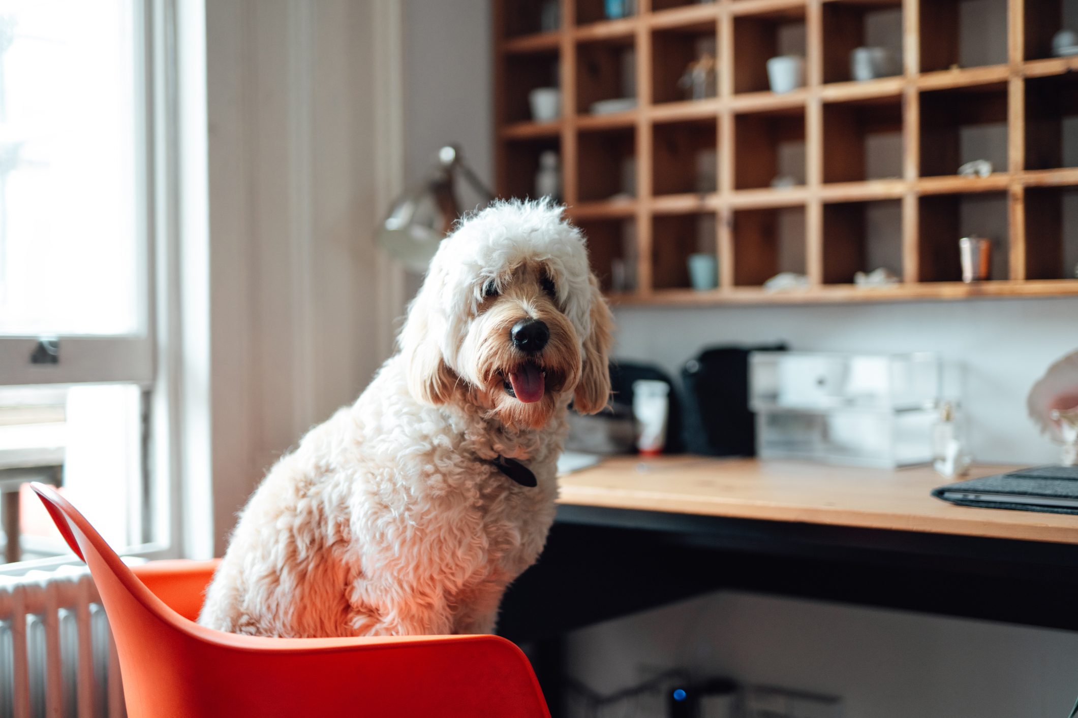 Portrait of cute goldendoodle sitting on chair, looking at camera