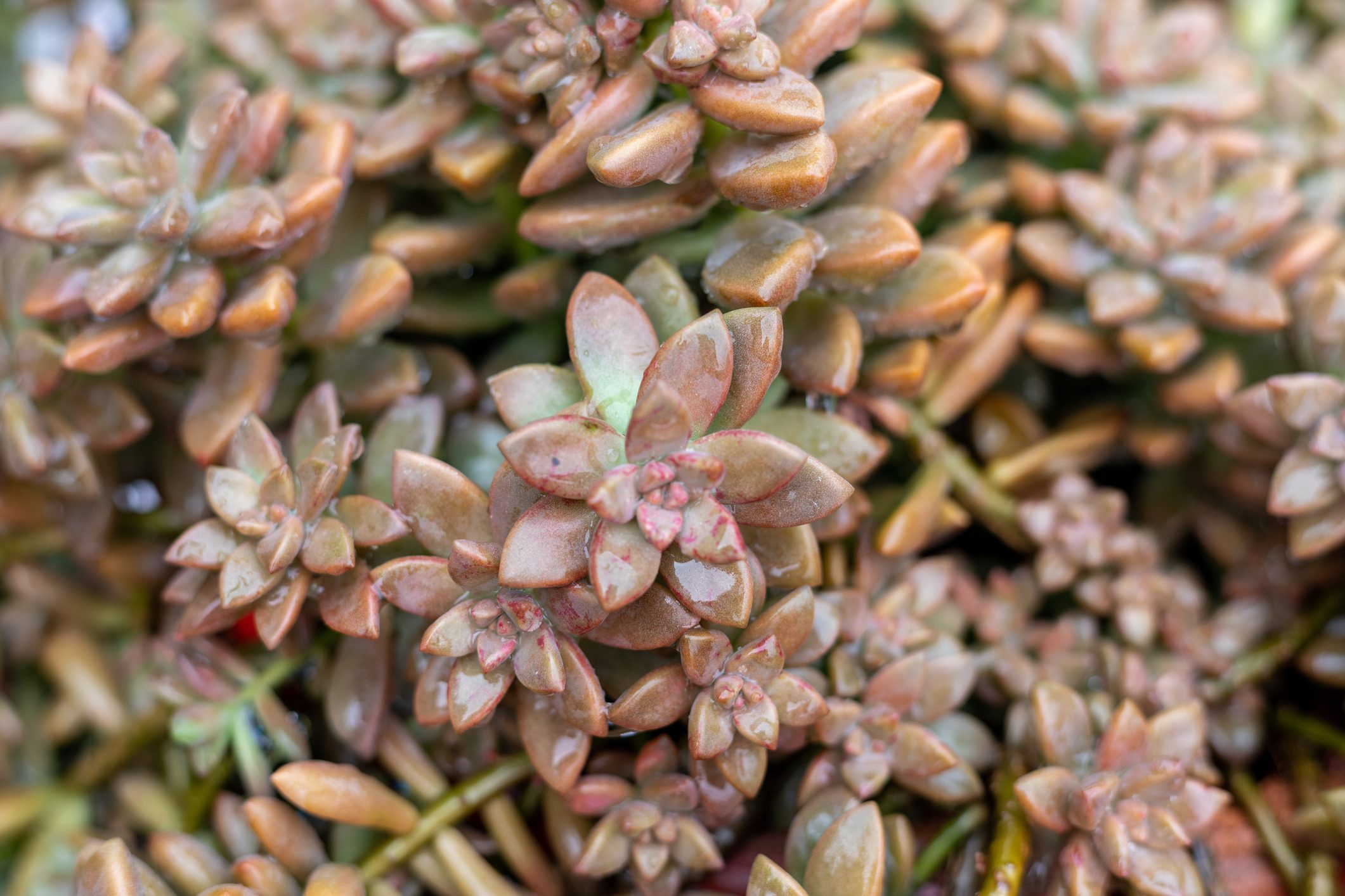 Graptosedum succulent plant top view