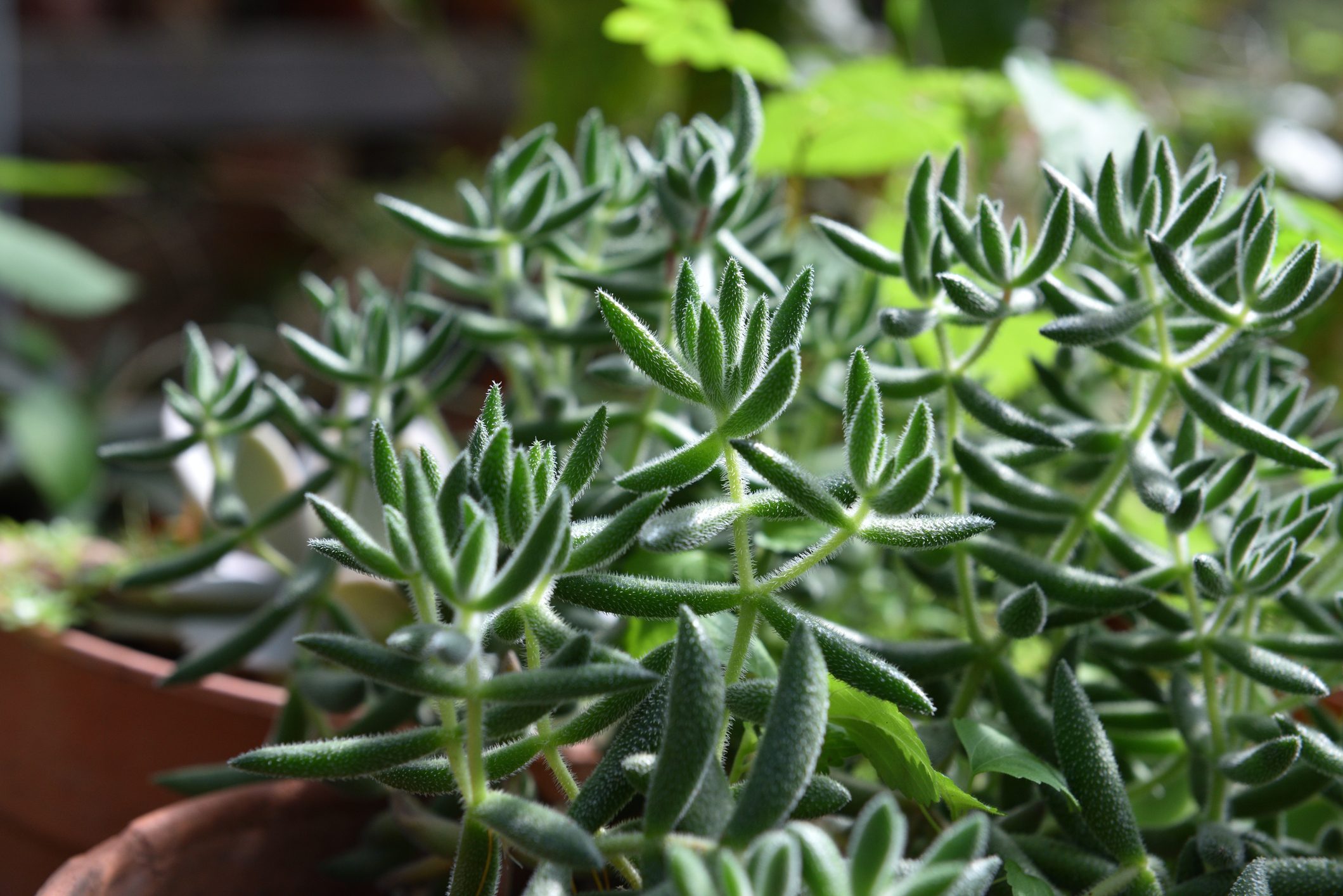 Crassula mesembryanthemoides - succulent