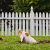 Why Do Dogs Dig Holes?