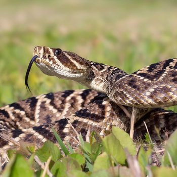 Eastern diamondback rattlesnake