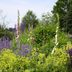 How and Why To Grow a Native Plant Garden