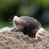 What To Know About Moles in Your Yard