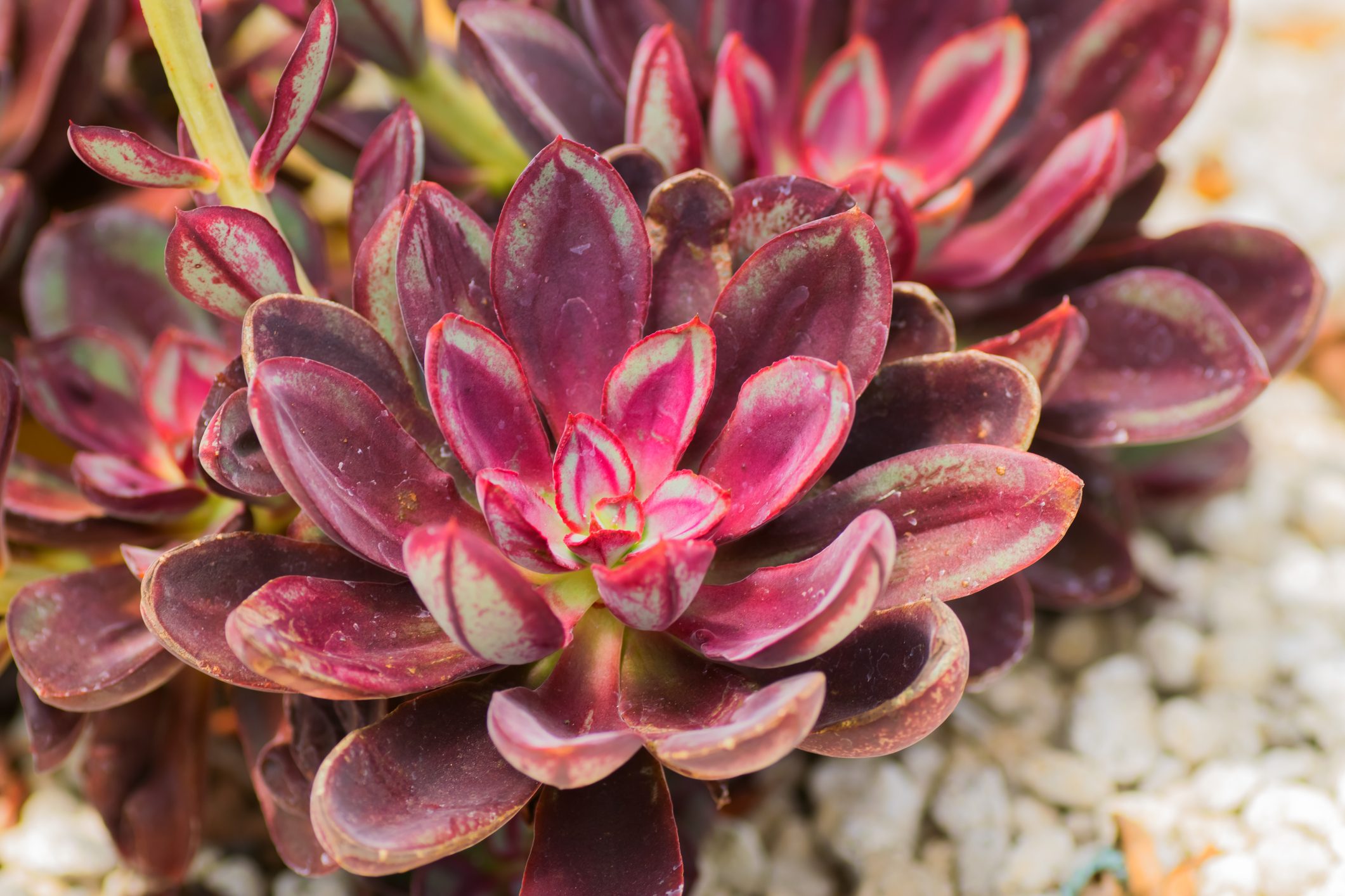 Echeveria nodulosa, Crassulaceae