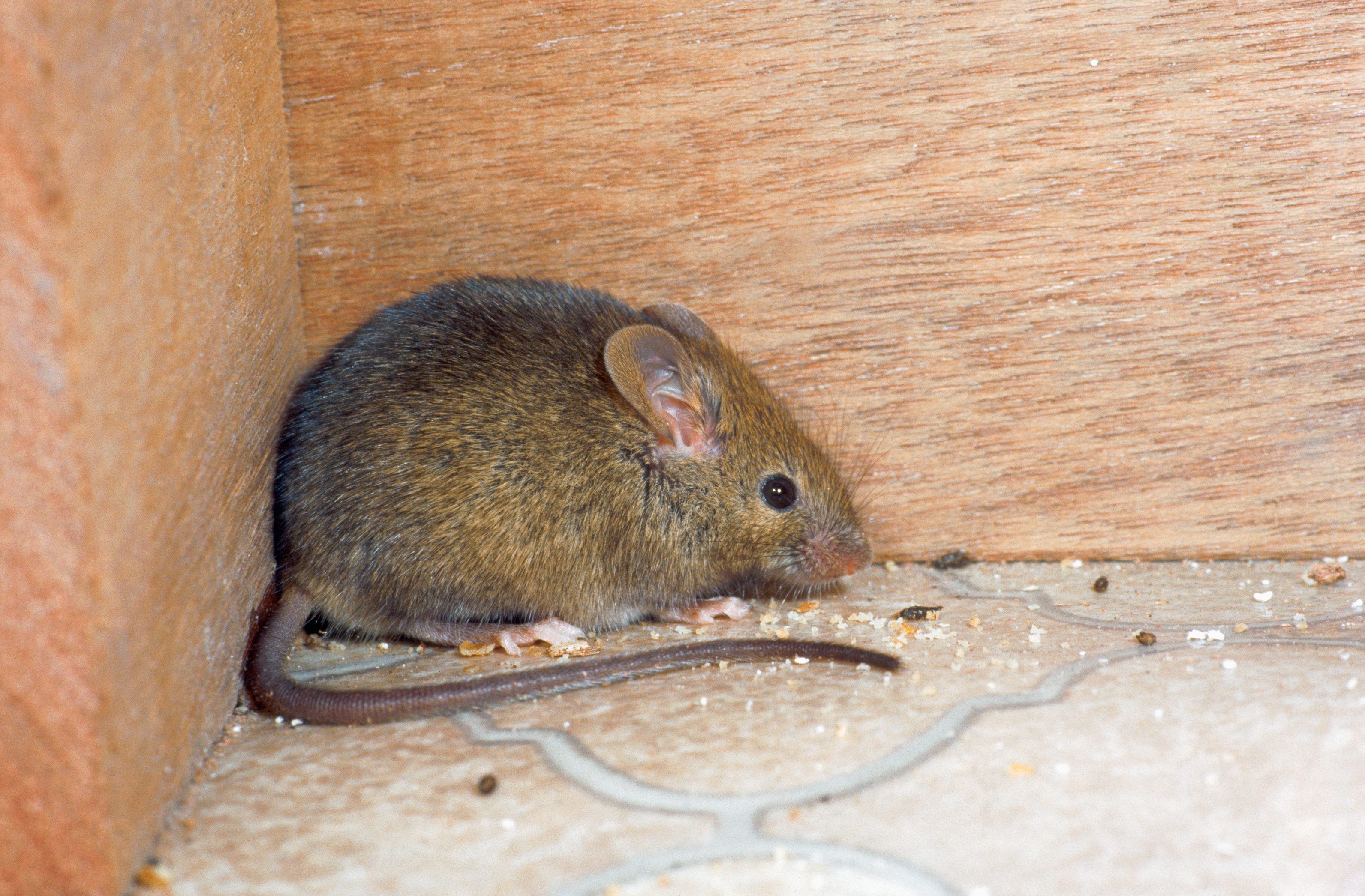 A House Mouse