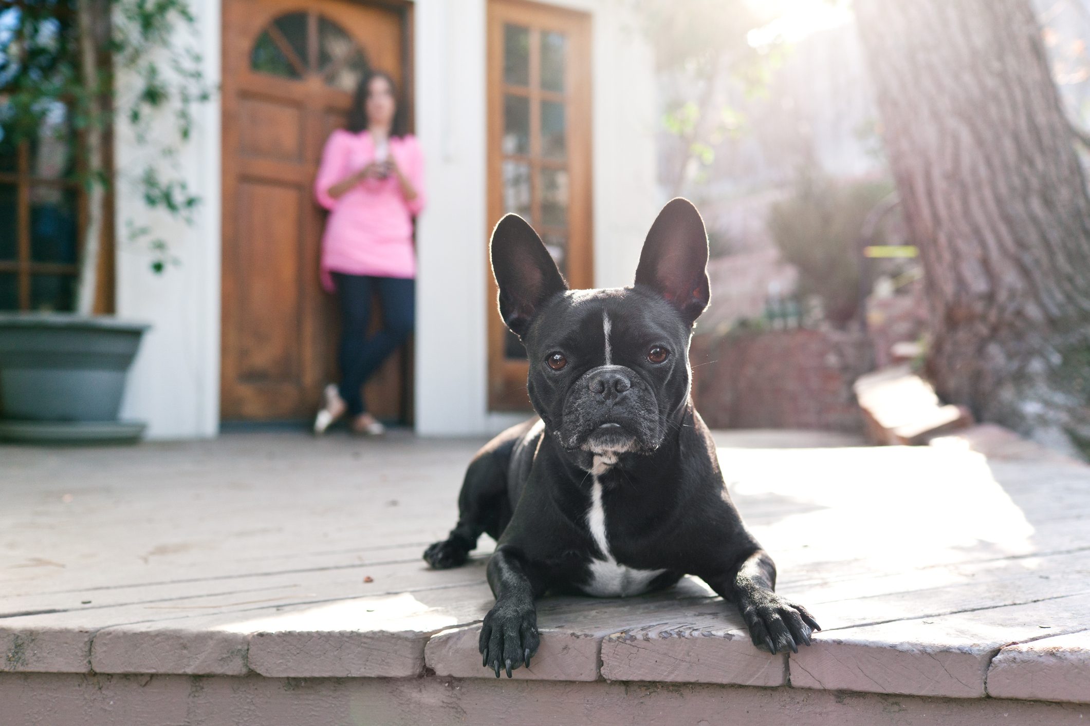 Portrait of dog lying on patio