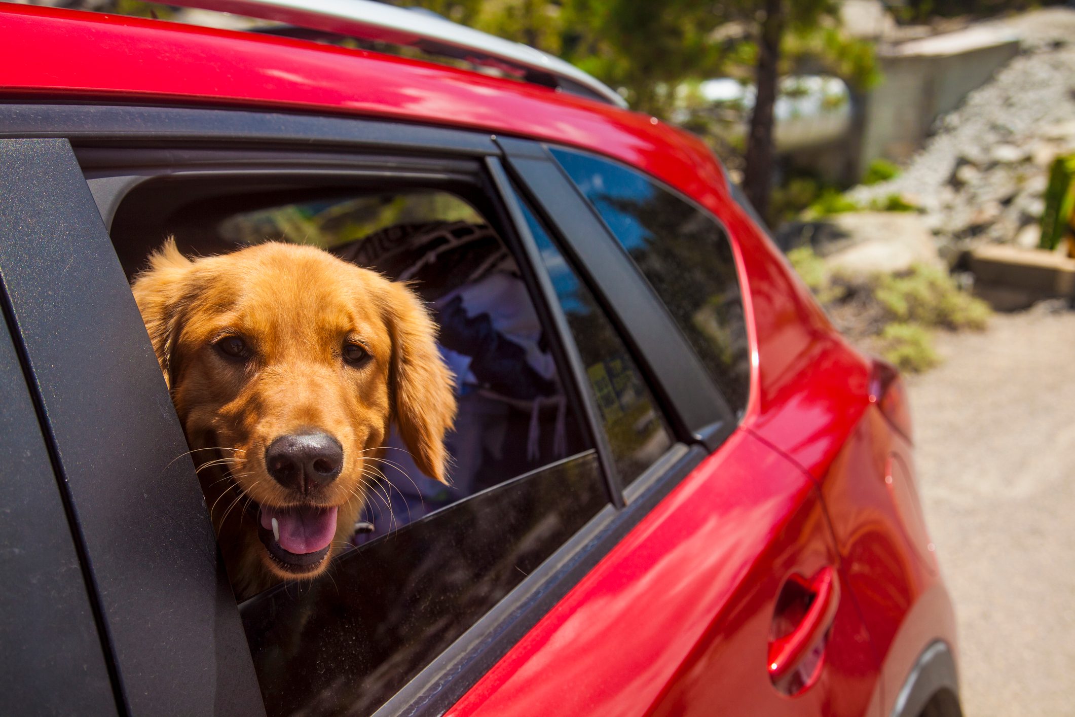 Dogs head poking out of red car window