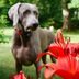 Are Lilies Poisonous to Dogs?