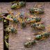 This Easy DIY Natural Wasp Killer Hack Will Kill Wasps Quickly