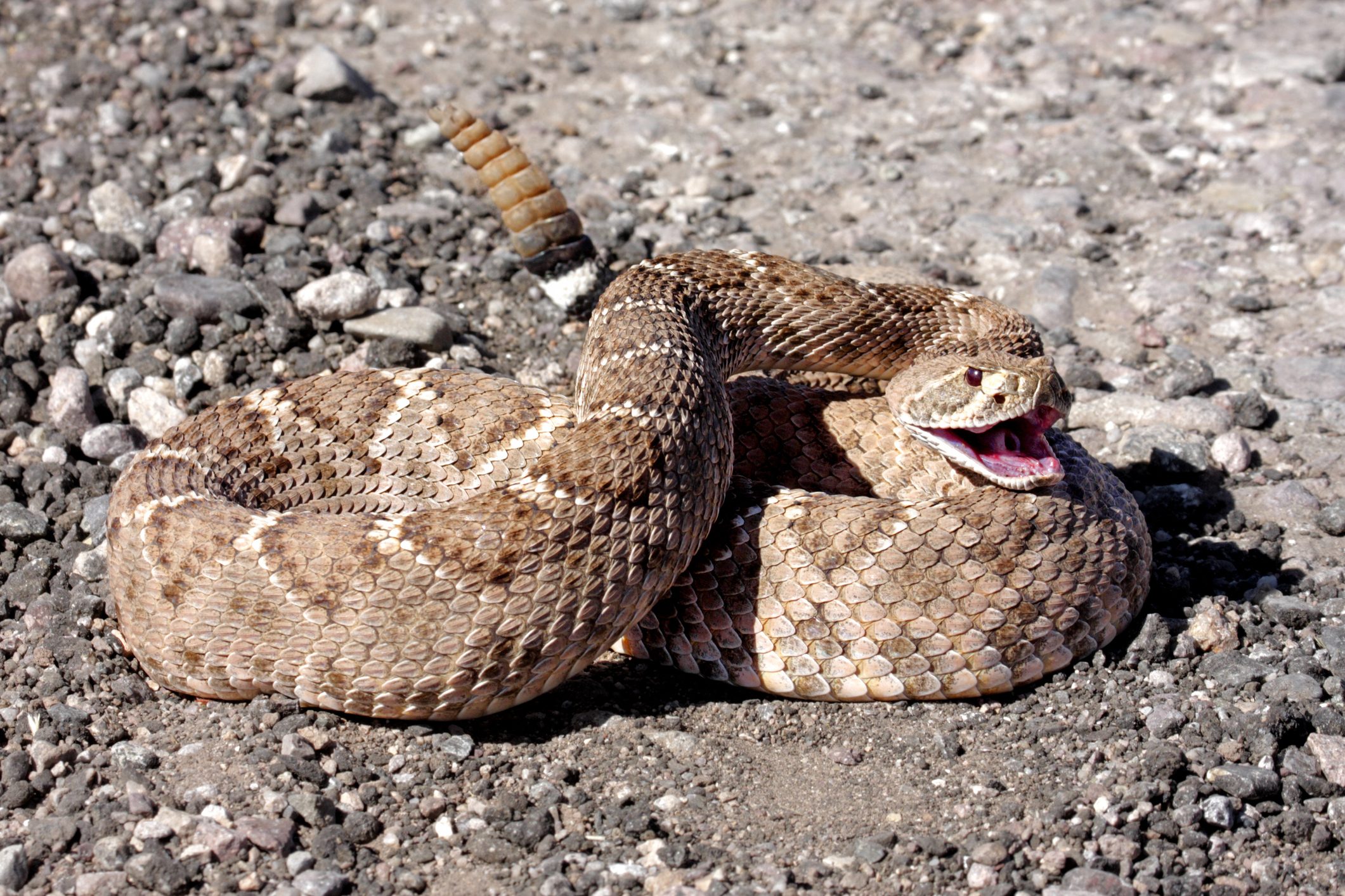 Western Diamondback Rattlesnake (Crotalus atrox)