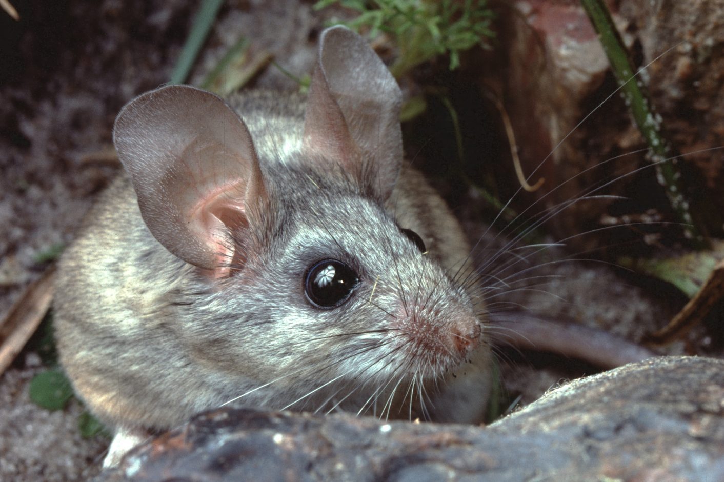 Cactus Mouse (Peromyscus Eremicus)