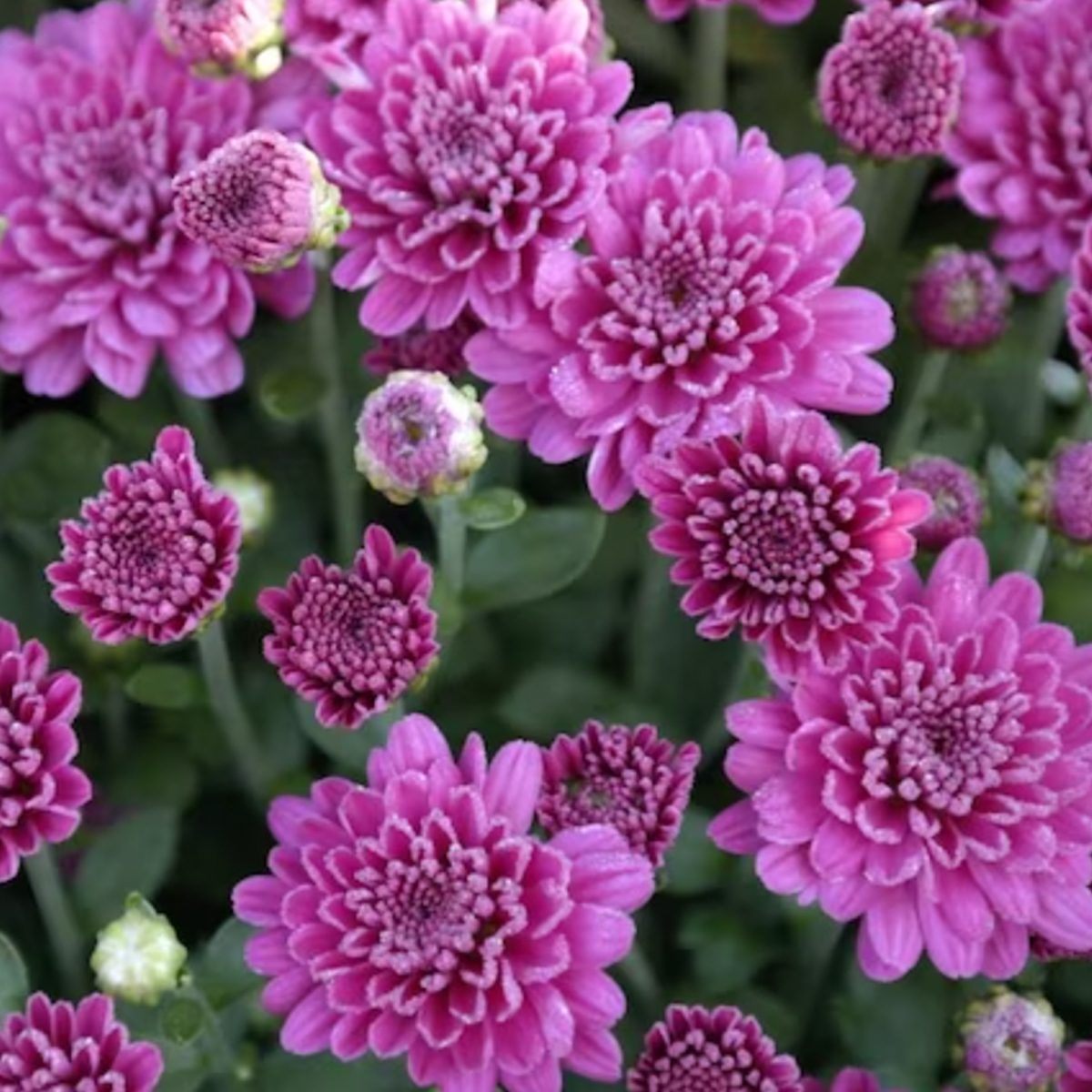 Lowe's Purple Chrysanthemum In 2.5 Gallon Ecomm Lowes.com