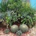 12 Types of Succulents To Plant