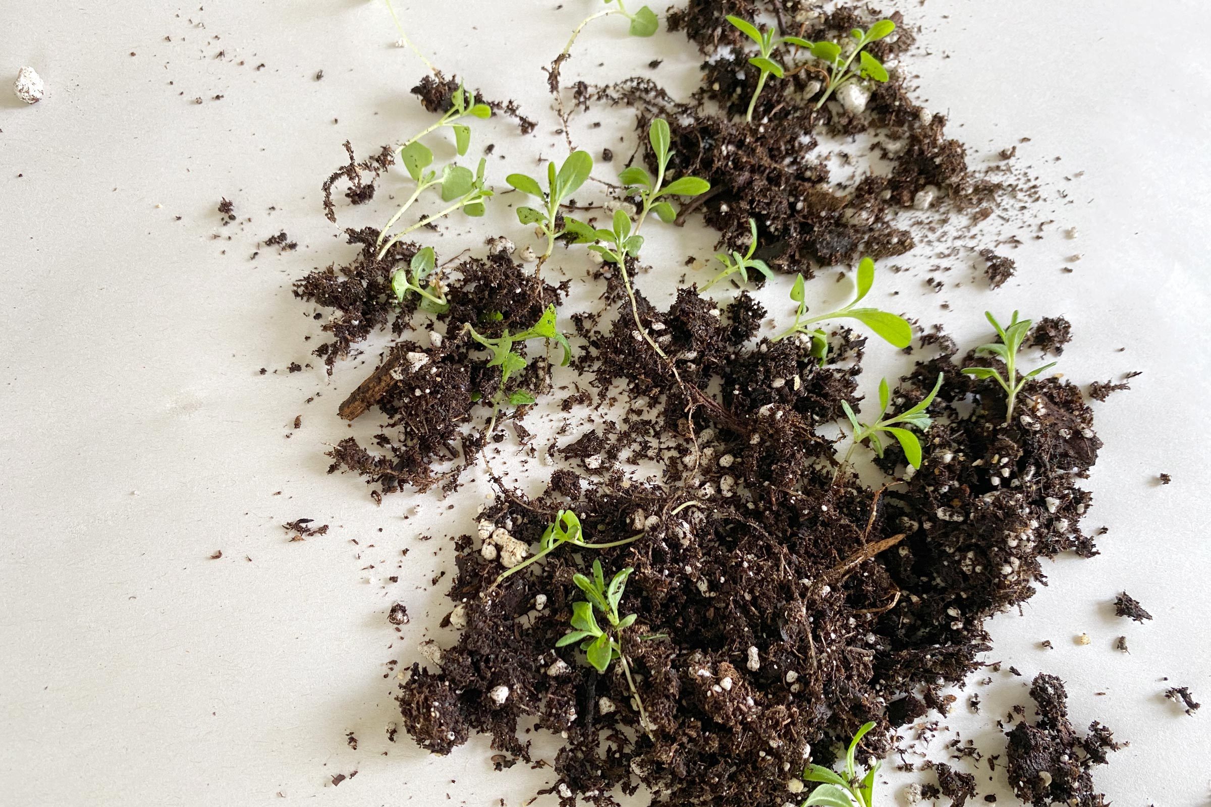 lavender seedlings