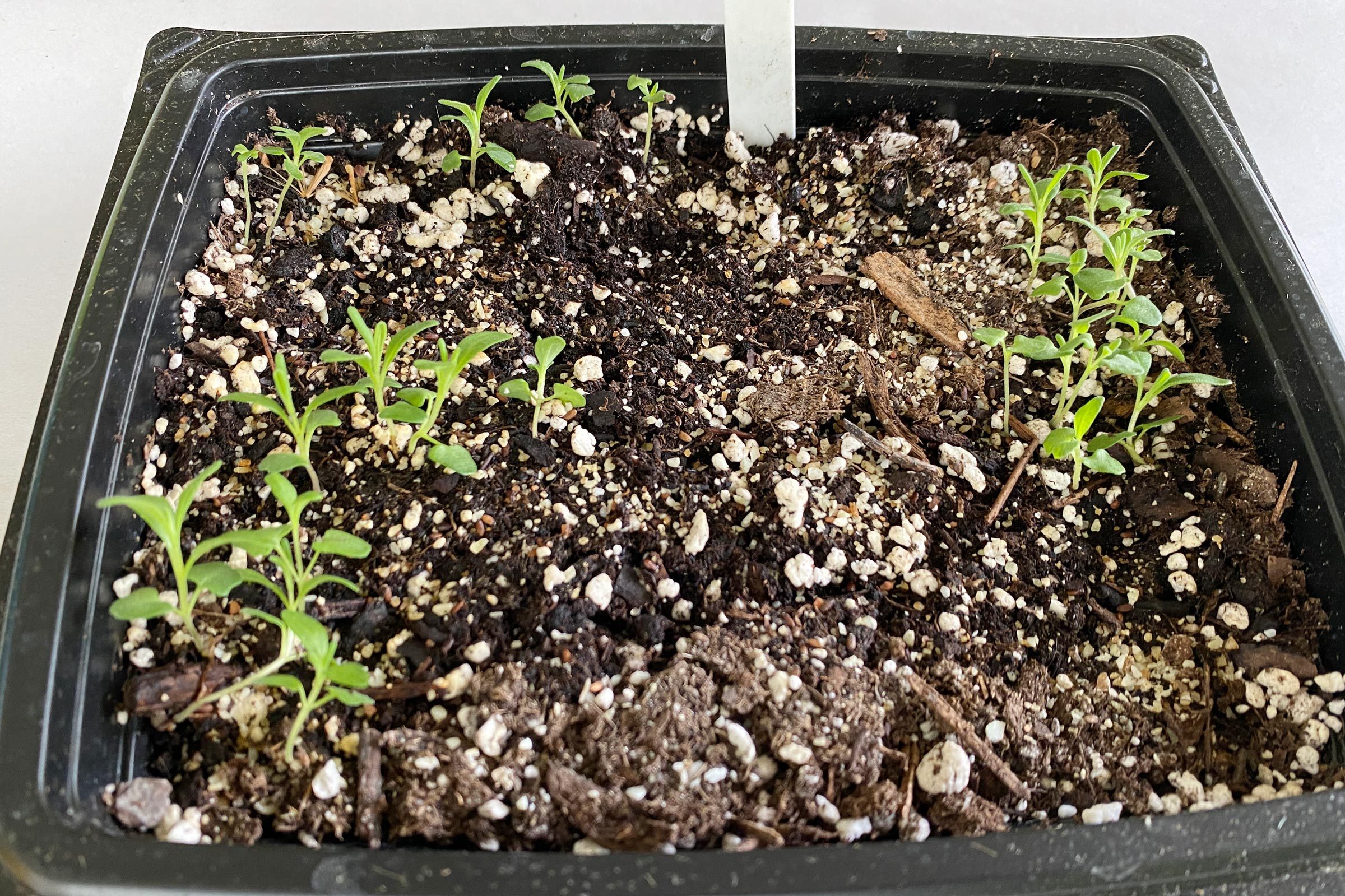 seedlings from lavender starting to grow