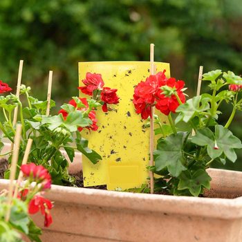 5 Best Fly Traps To Rid Your Home Of Pests