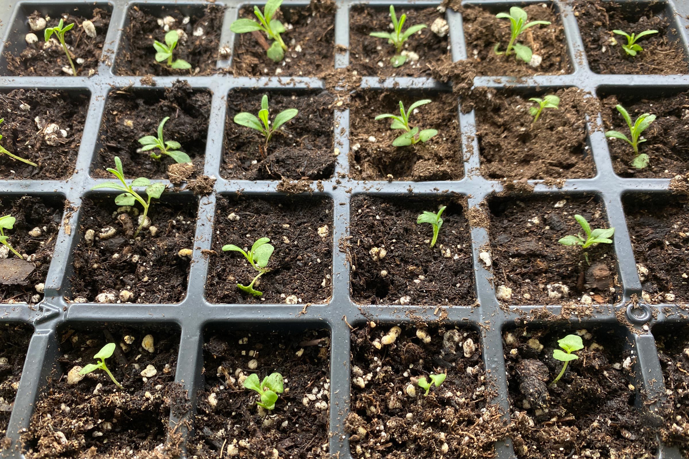 lavender sprouting