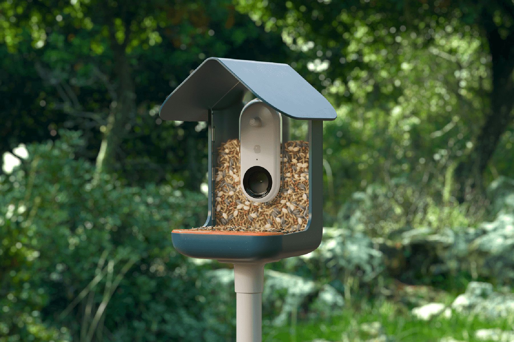 Birdbuddy Selfie Bird Feeder Post Courtesy Bird Buddy