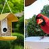 Check Out the Smart Bird Feeder That'll Send You Selfies of Your Birds