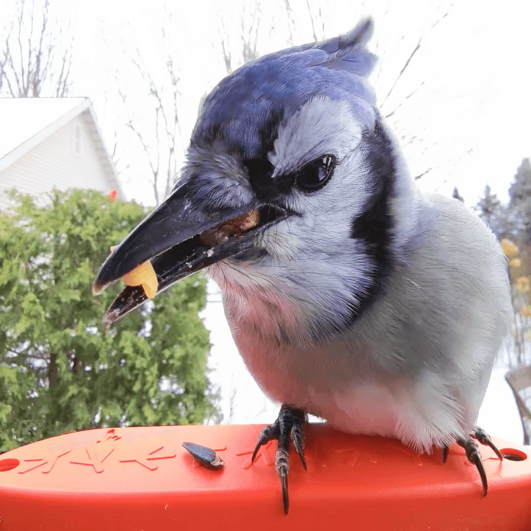 Blue Bird Selfie Birdbuddy Selfie Bird Feeder Post Courtesy Bird Buddy