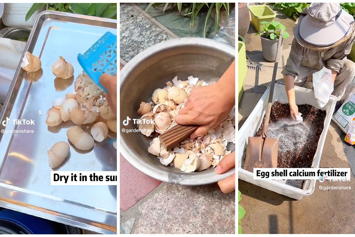 Your Leftover Eggshells Are the Easiest Fertilizer Hack for Your Garden