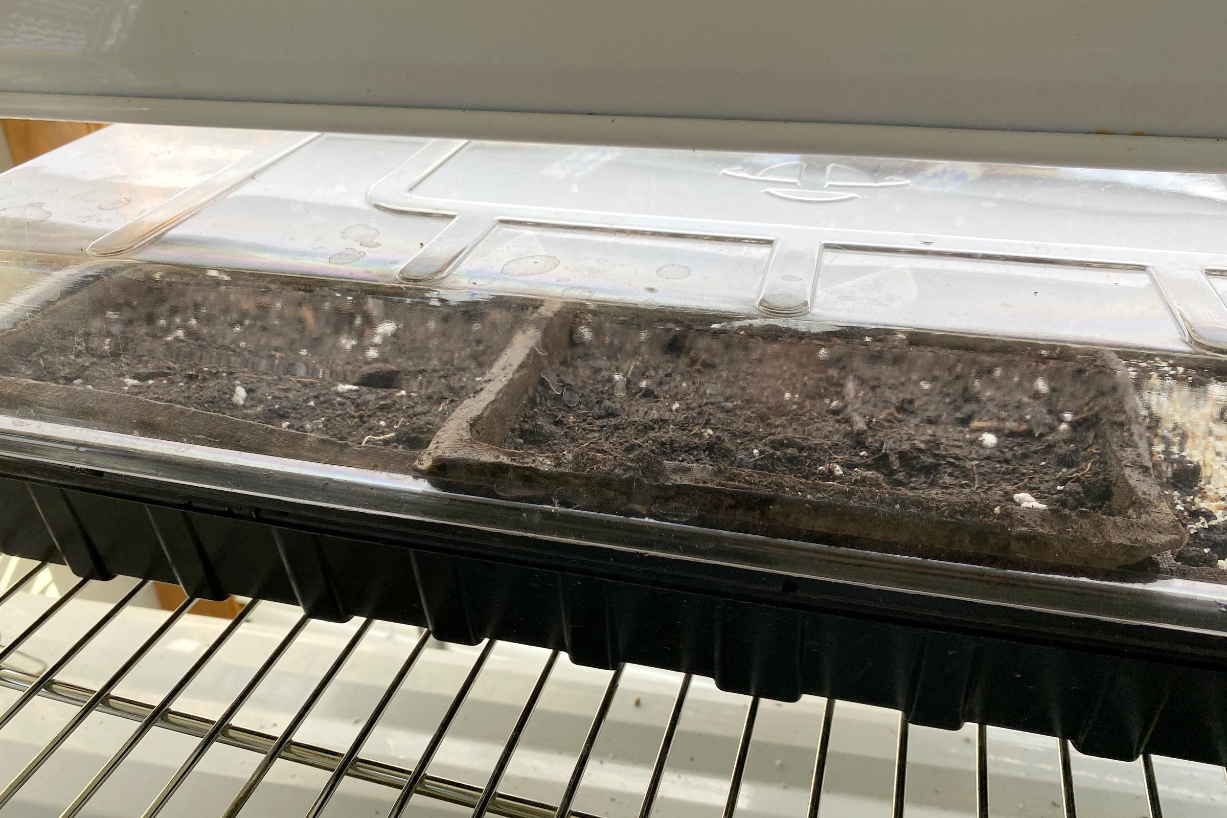 covered seed tray